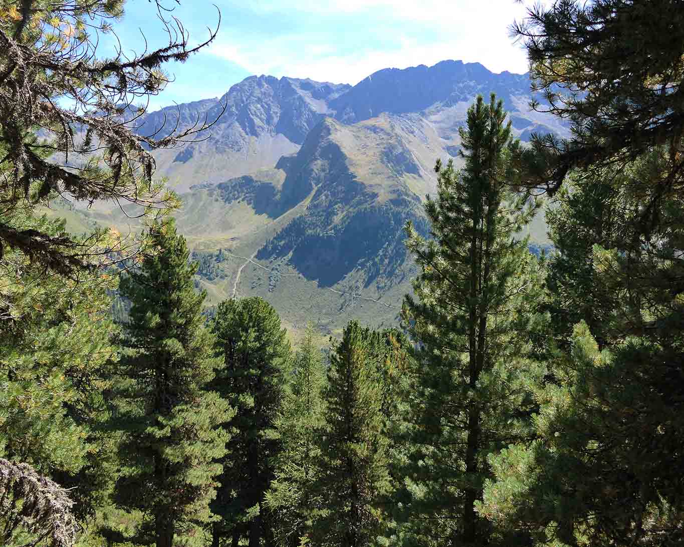 Ein typischer Baum Tirols an der Baumgrenze ist die Zirbelkiefer. Ihre Zapfen sind begehrt für den Schnaps. Das Holz gilt als beruhigendes Ausgangsmaterial für eine Schlafstatt.