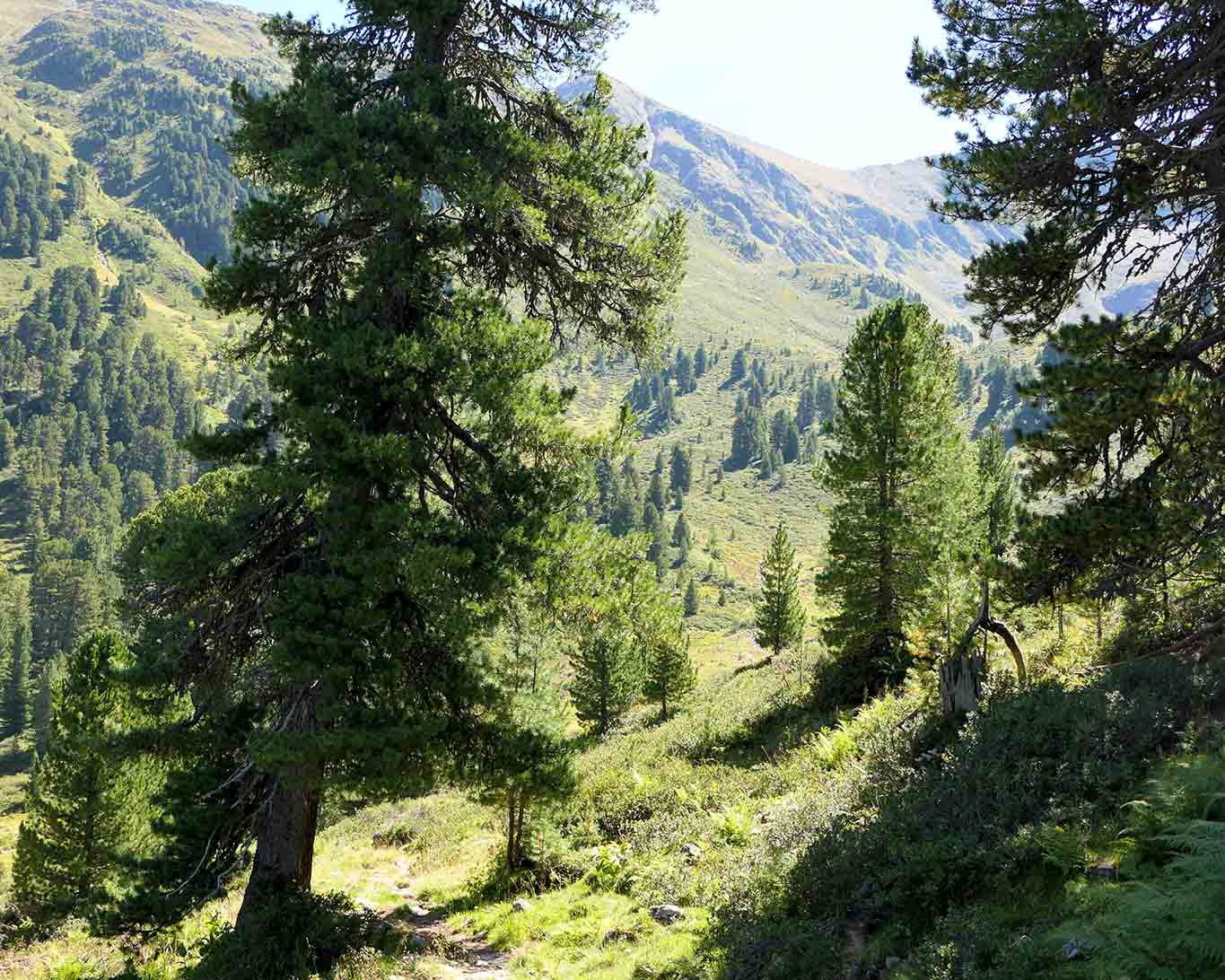 Zirbelkiefern auf der Stamser Alm in den Tiroler Alpen.