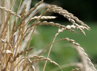 Dinkel im Botanischen Garten zu Braunschweig
