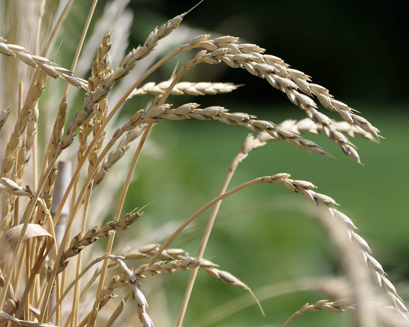 Dinkel im Botanischen Garten zu Braunschweig