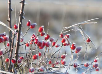 Hagebutten benötigen Frost bevor sie geerntet und verarbeitet werden können.
