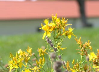 Johanniskraut blühend im Kräutergarten des Stifts Kremsmünster