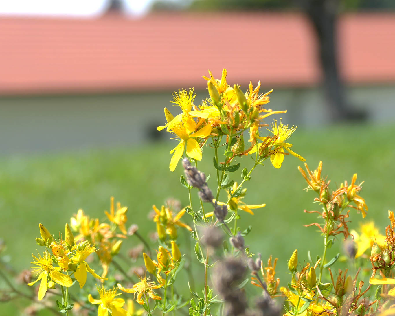 Johanniskraut blühend im Kräutergarten des Stifts Kremsmünster