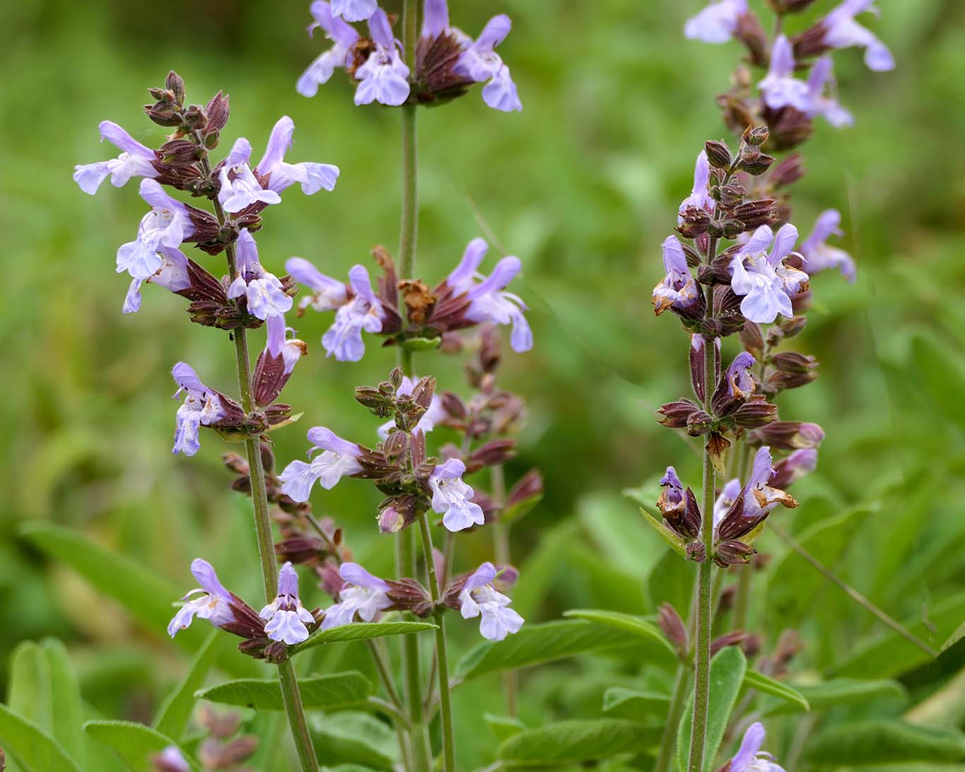 Arzneipflanze des Jahres 2023: Echter Salbei – Salvia officinalis