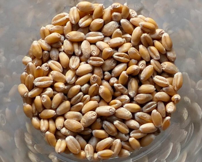 Die Getreidekörner des Weizen sind im Gegensatz zum Dinkel rundlich.