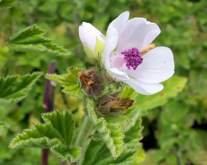 Einzelne Blüte am Eibisch-Strauch im Braunschweiger Heilpflanzengarten der TU Fakultät Pharmazie.