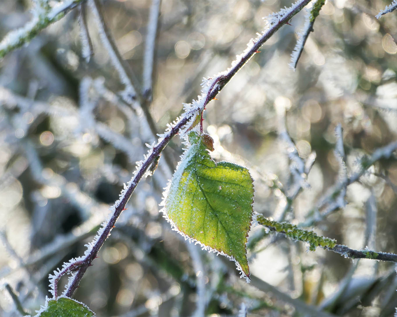 Bereiftes Brombeerblatt im tief verschneiten Winterwald bei eisigen Temperaturen.