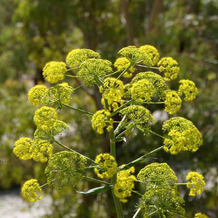 Fenchelblüten auf Sizilien im Frühjahr bei Palermo in Wildnis