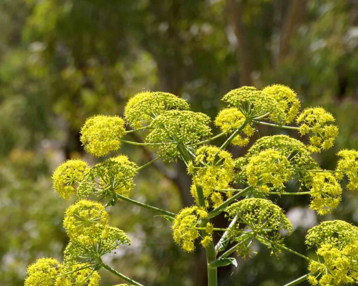 Fenchelblüten auf Sizilien im Frühjahr bei Palermo in Wildnis