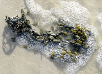 Die Braunalge Blasentang ist häufiges Schwmmgut an den Stränden der Nordsee und der Ostsee.