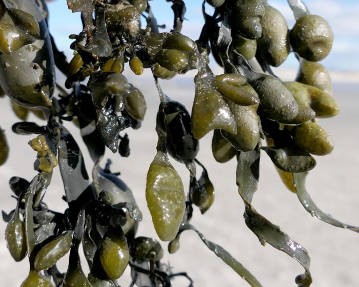 Blasentang frisch aus der Nordsee gesammelt am Strand von Sankt Peter Ording.