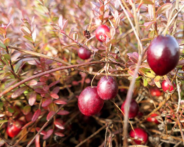 Erntereife dunkelrote Cranberries am Strauch bei einem niedersächsischen Züchter.