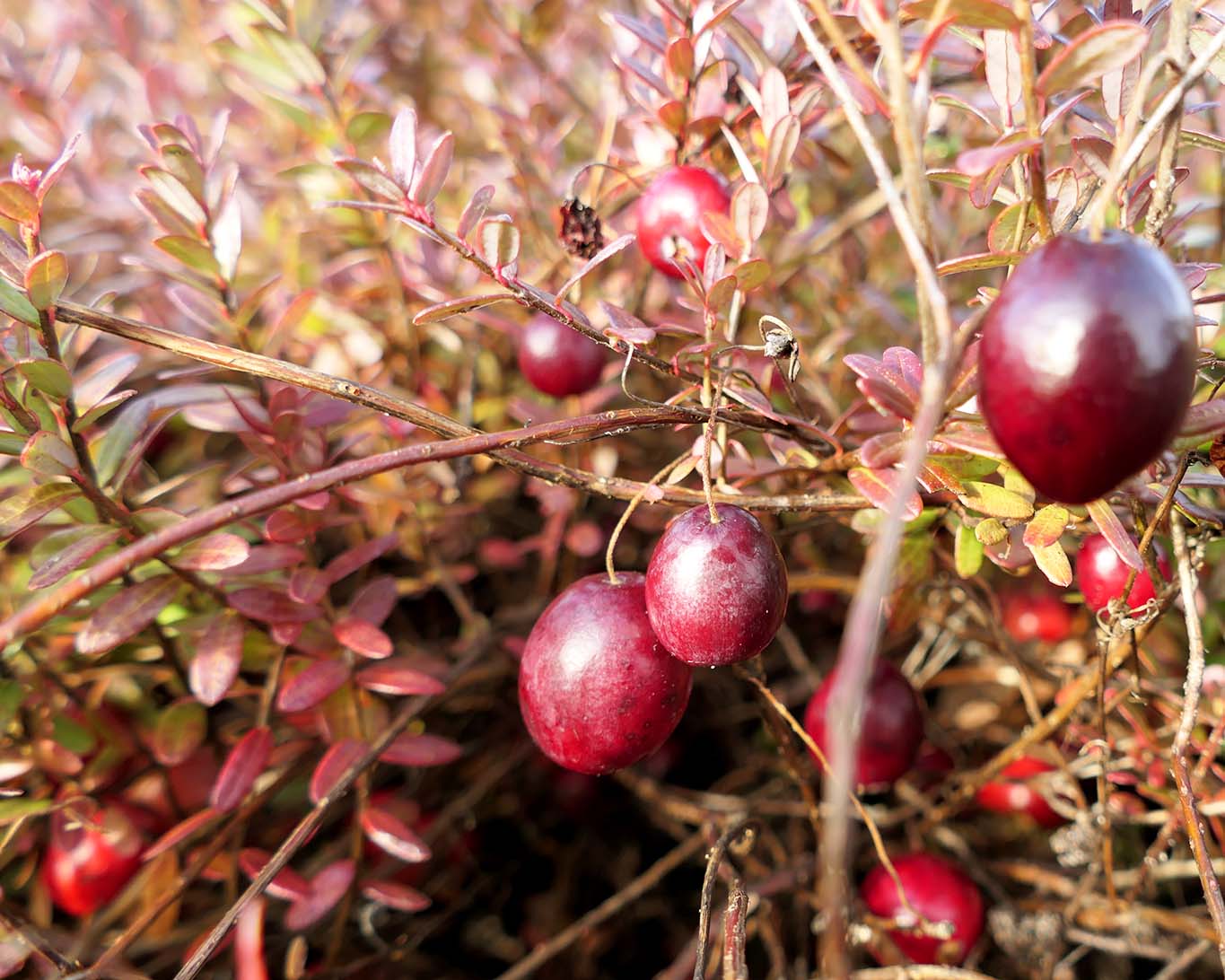 Erntereife dunkelrote Cranberries am Strauch bei einem niedersächsischen Züchter.