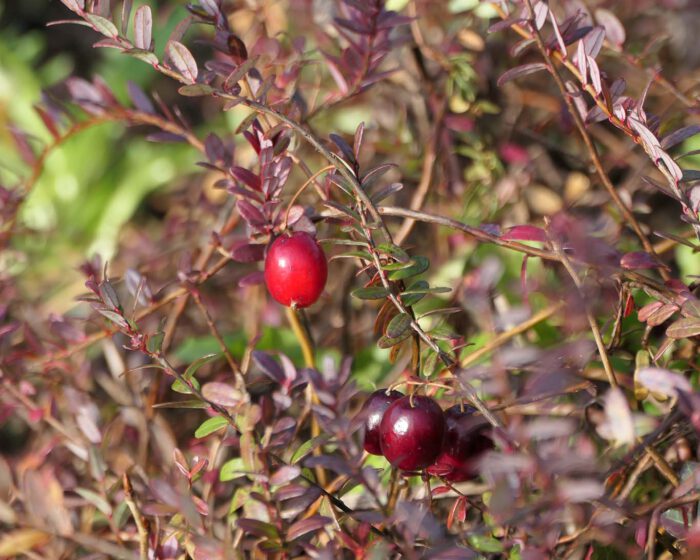 Die letzten herbstlichen warmen Sonnenstrahlen auf reifen Cranberries am Strauch.