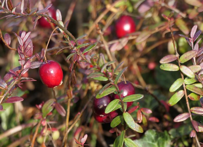 Die knallroten Cranberry-Früchte können hilfreich bei der Behandlung einer Zystitis sein.