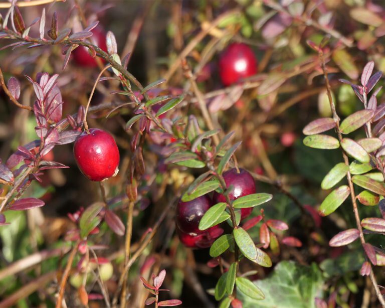 Die knallroten Cranberry-Früchte können hilfreich bei der Behandlung einer Zystitis sein.