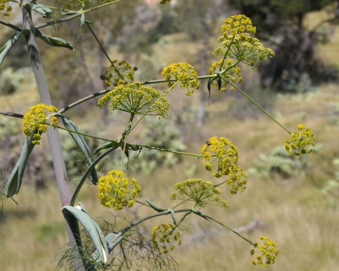 Blühender Fenchel im Frühling auf Sizilien