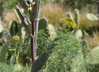 Wilder Fenchel auf Sizilien am Monte Pellgrino