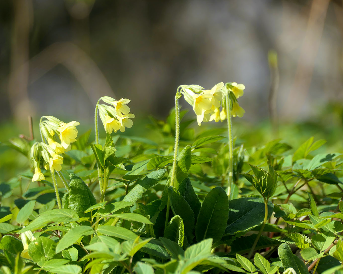 Schlüsselblumen (Primula eliator) am lichten Waldboden im ostholsteinschen Laubwald an einem Ostermontag.