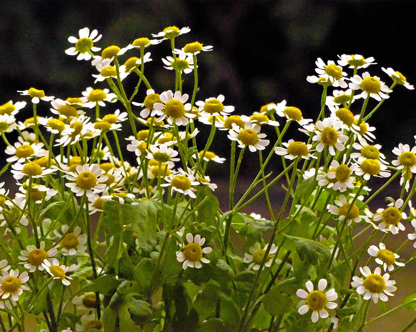 Heilpflanze gegen migräneartigen Kopfschmerz ist Tanacetum parthenium das Mutterkraut.