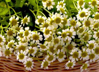 Das Kraut der Tanacetum parthenium gilt als bewährtes Mittel gegen Migräne und Kopfschmerzen.