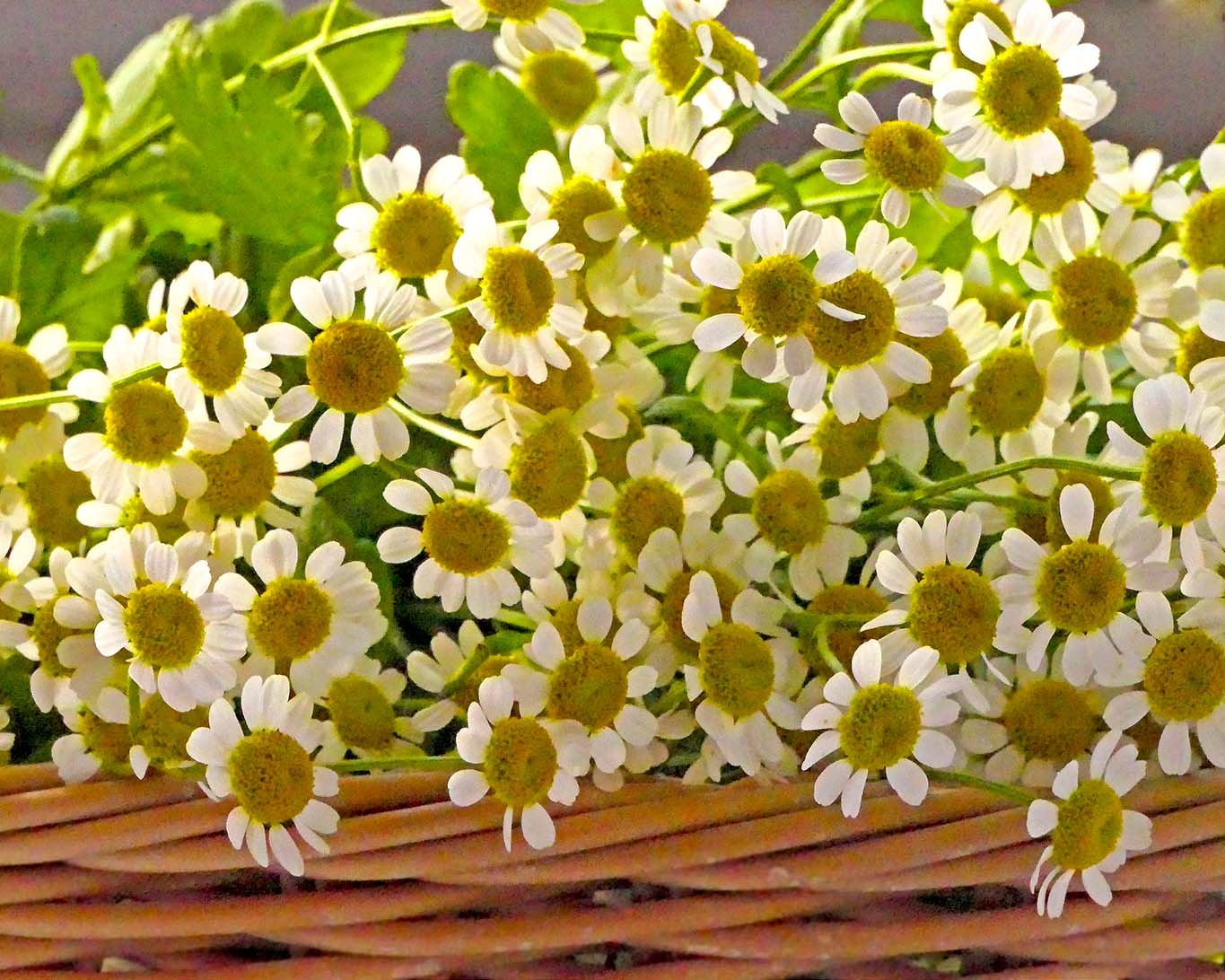 Blümchen zum Muttertag? Tanacetum parthenium wird auch als Mutterkraut bezeichnet.