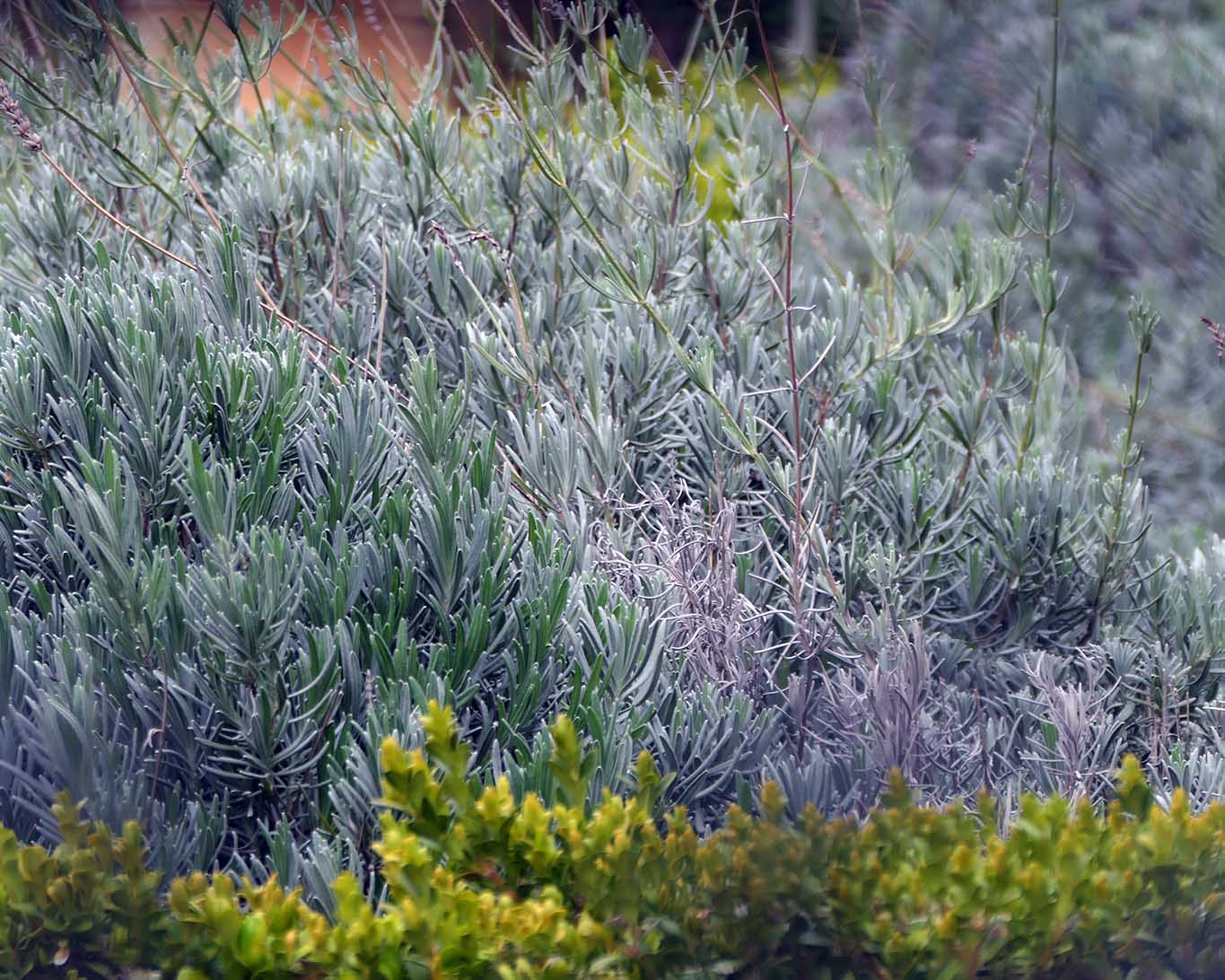 Lavendel und anderes Buschwerk im Garten des Meteora-Klosters Agios Stephanos