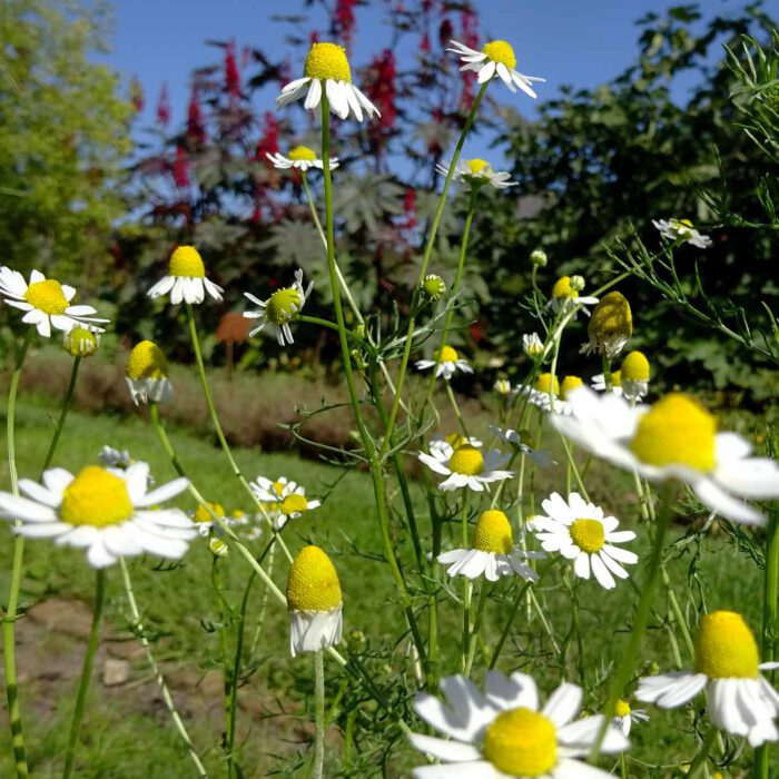 Bis in den frühen Herbst blühen die Kamillen und liefern einen wertvollen Rohstoff für natürliche Heilmittel. (Matricaria chamomilla L.) 