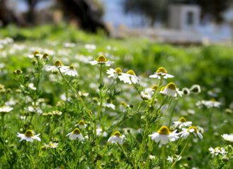 Kamillenblüten (Matricaria chamomilla L.) am Fusse der Akropolis im April in Athen.
