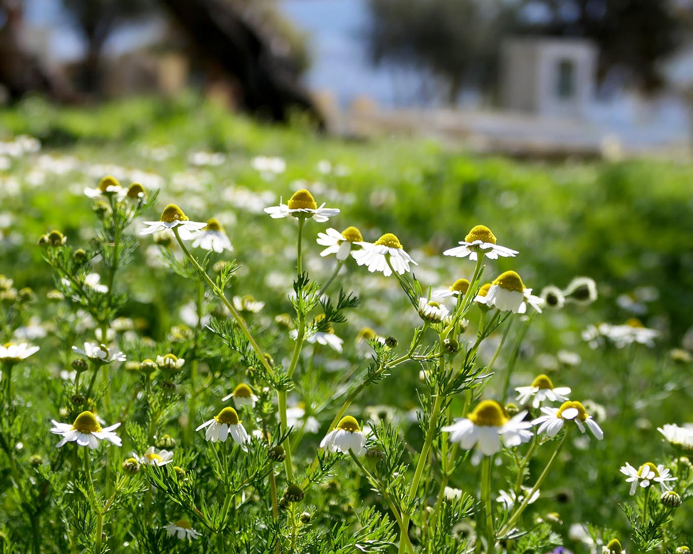 Kamillenblüten (Matricaria chamomilla L.) am Fusse der Akropolis im April in Athen.