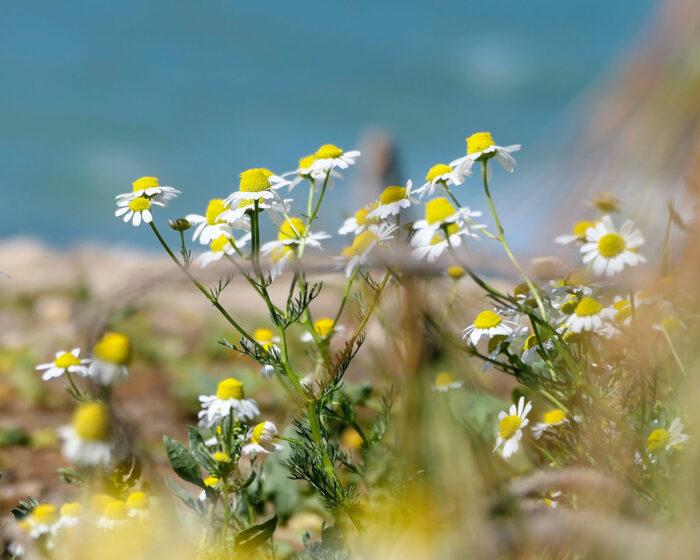 Echte Kamille (Matricaria chamomilla L.) blühend am Strand in Griechenland in der Frühlingssonne.