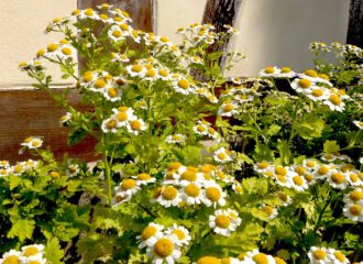 Mutterkraut auch bekannt als Frauenkamille ist ein dankbarer Gartenschmuck und Hilfe bei Migräne.