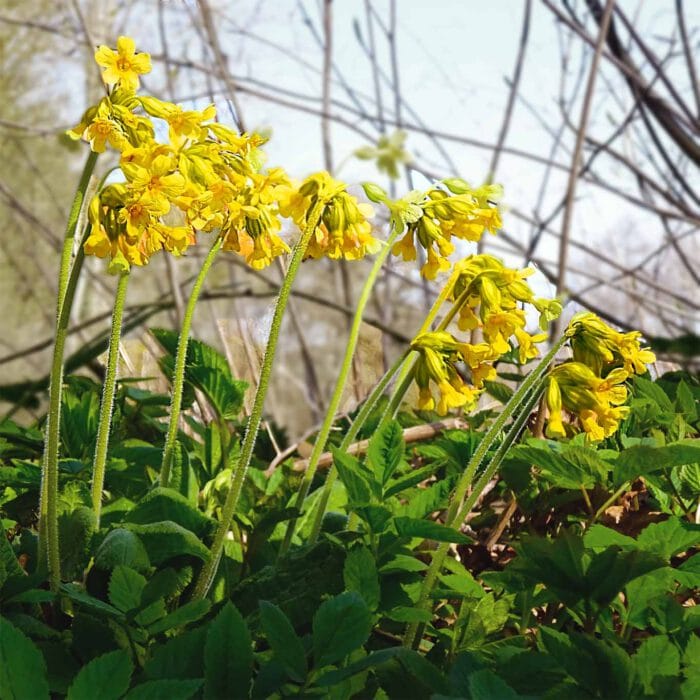 Gelbe Tupfen in den Innenseiten der Blüten sind das Kennzeichen vom Primula veris dem Apotheker-Himmelsschlüssel.