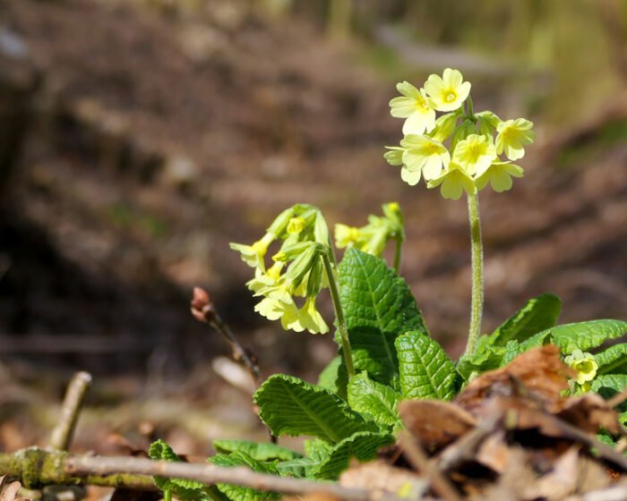 Die Blüten der Hohen Schlüsselblume (Primula elatior) sind blassgelb und ihre Blütenstengel können bis zu 20 cm lang werden. Sie sind in lichten Wäldern zuhause.