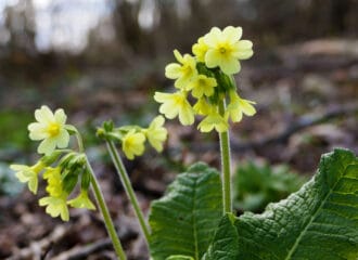 Frühblüher im Wald. Das Hohe Schlüsselblümchen mit seinen blassgelben Blüten im Frühlingswald.