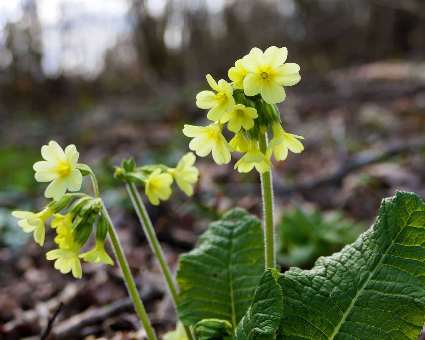 Frühblüher im Wald. Das Hohe Schlüsselblümchen mit seinen blassgelben Blüten im Frühlingswald.