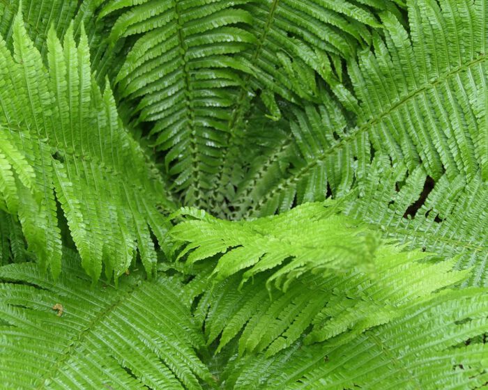 Farnblätter mit Regentropfen im botanischen Garen De Hortus in Amsterdam.