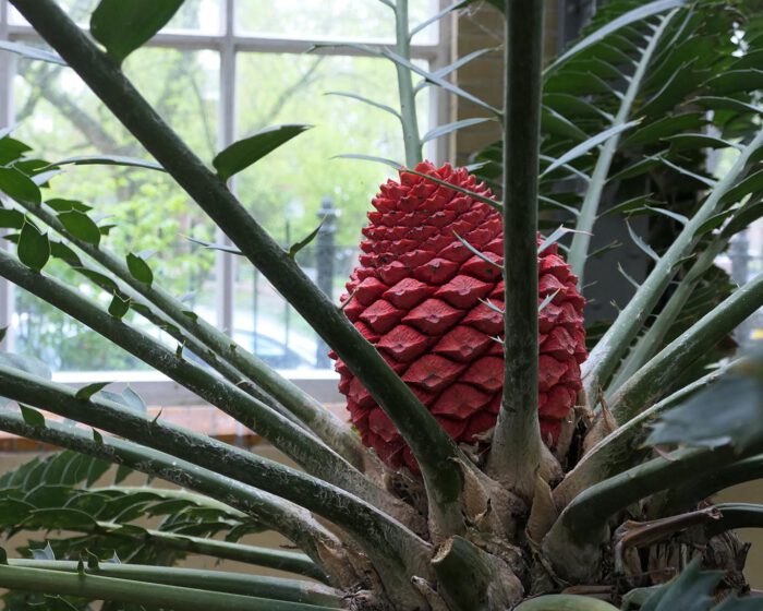 Palmenherz im botanischen Garten De Hortus in Amsterdam.