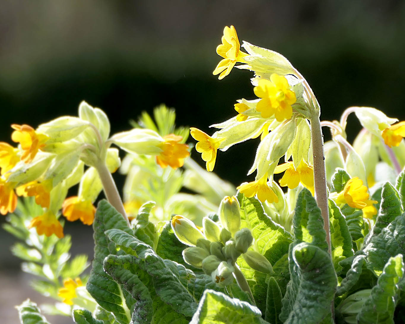 Eine blühende Echte Schlüsselblume Primula veris im Schulgarten der Hansestadt Lübeck.