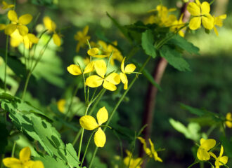 Schöllkraut mit seinen gelben Blüten im Wonnemonat Mai.