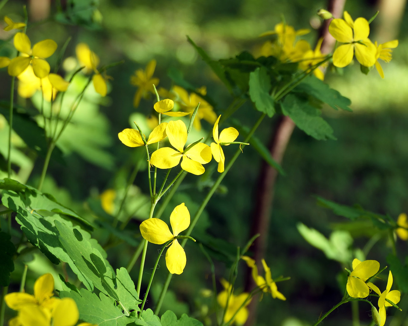 Schöllkraut mit seinen gelben Blüten im Wonnemonat Mai.