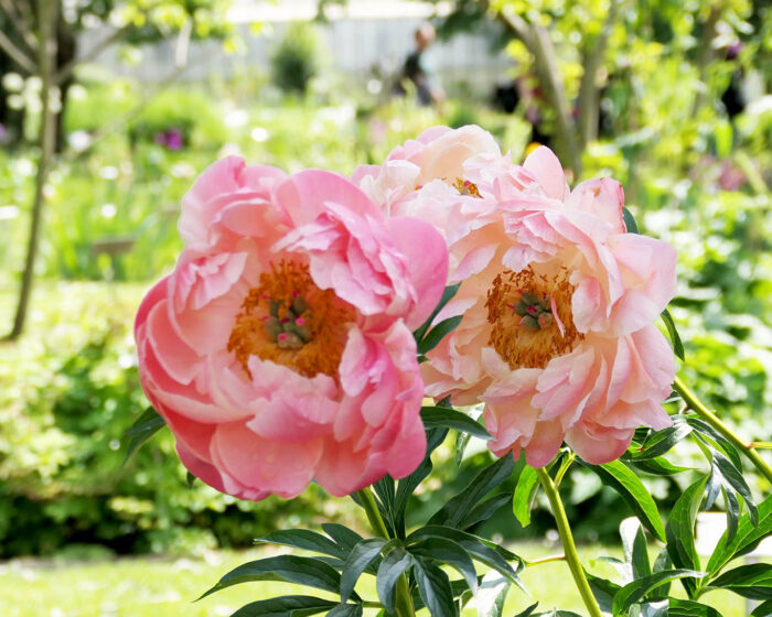 Pfingstrosen in ihrer schönsten Form. IM Frühlingslicht des Turiner Botanischen Gartens.