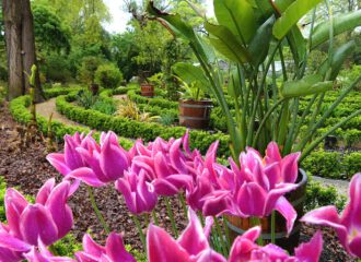 Was wäre Holland ohne Tulpen? Selbst in Amsterdams botanischem Garten sorgen sie für Vollständigkeit.