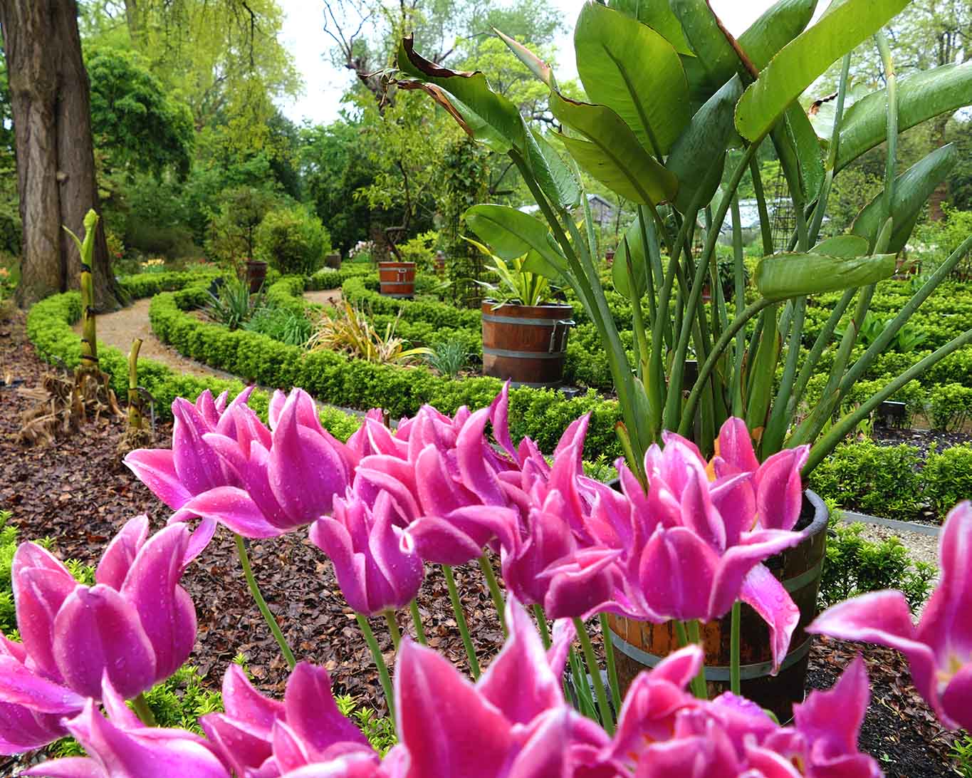 Was wäre Holland ohne Tulpen? Selbst in Amsterdams botanischem Garten sorgen sie für Vollständigkeit.