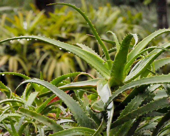 Baum Aloe oder Aloe arborescens ist eine grosswachsende Aloeart mit therapeutischem Potenzial.