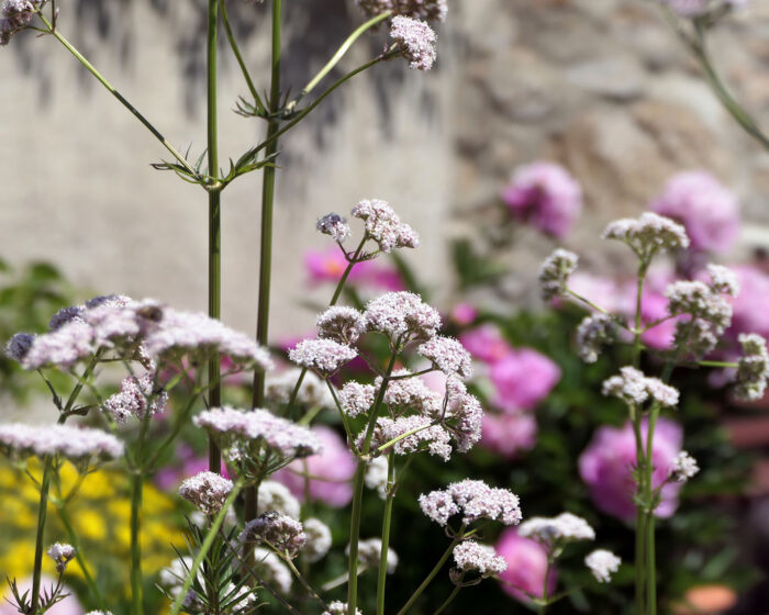 Blühender Baldrian im Klostergarten St. Marienstern.