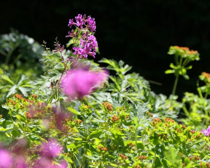 Bartnelken als Vertreter der Wildpflanzen finden sich im Garten bei den Zisterzienserinnen in St. Marienstern.