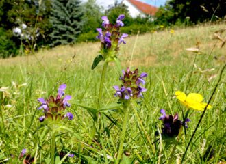Blaue stummelige Blütenköpfe schiebt die kleine Braunelle (Prunella vulgaris) aus der Wiese.