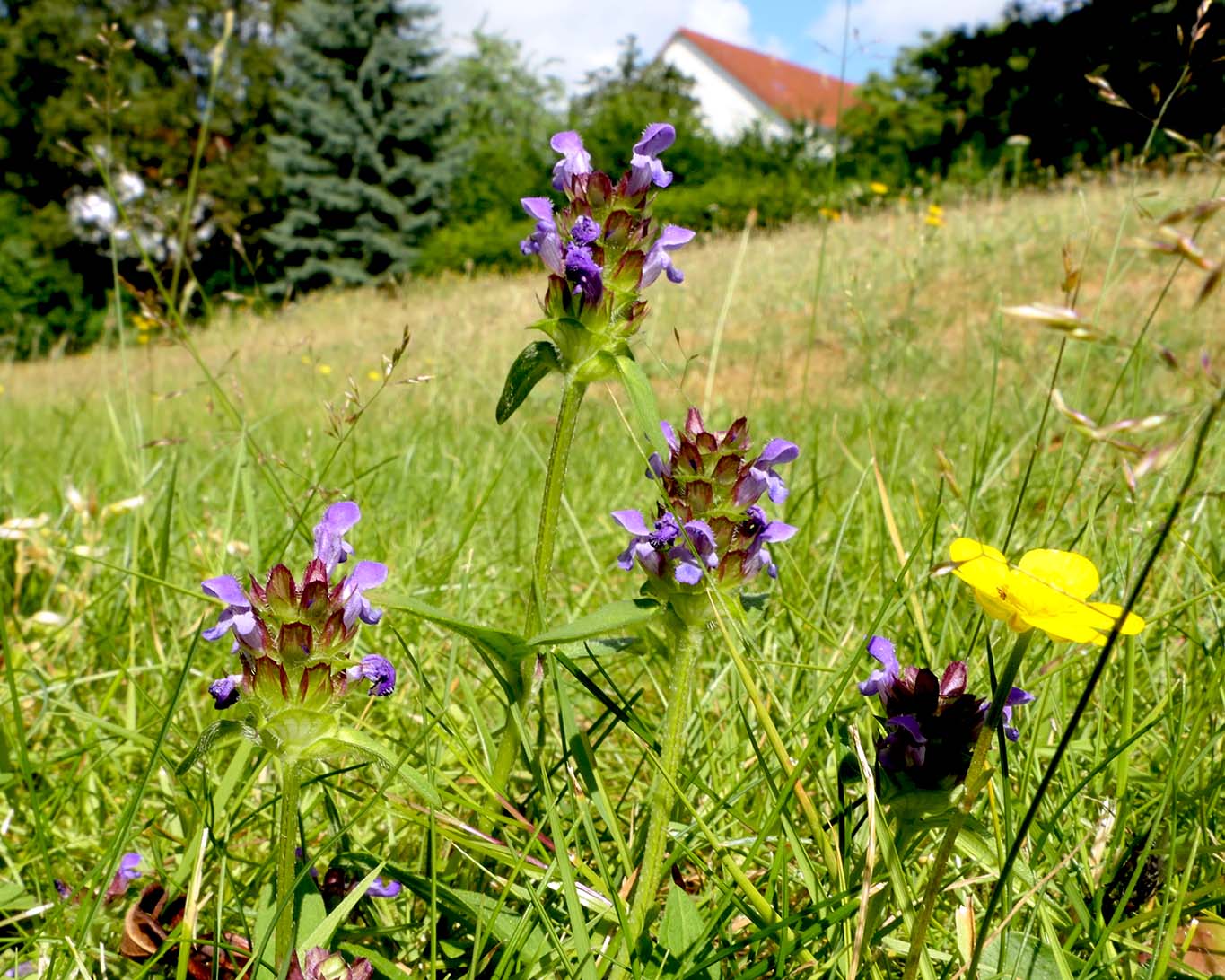 Blaue stummelige Blütenköpfe schiebt die kleine Braunelle (Prunella vulgaris) aus der Wiese.