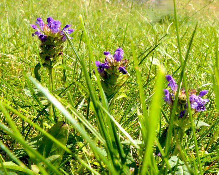 Die kleine Braunelle (Prunella vulgaris) wurde von der Loki Schmidt Stiftung zur Blume des Jahres 2023 gekürt. Nun blüht sie endlich!